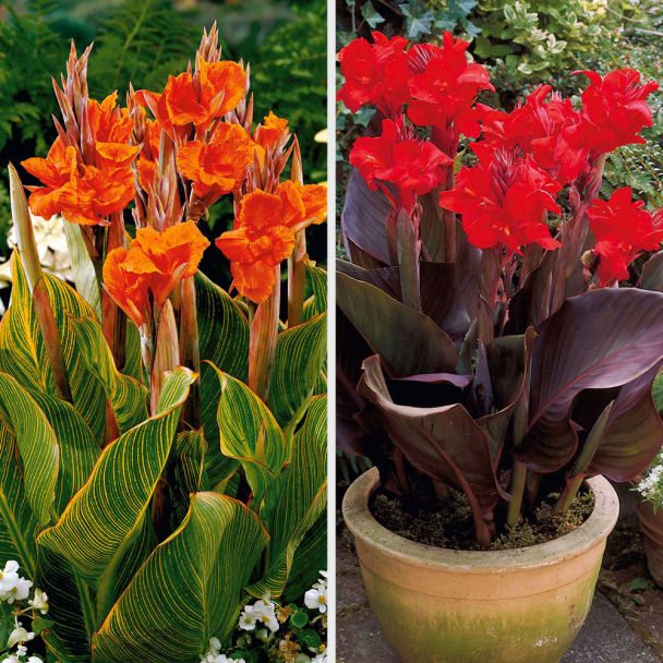 4 Canna indica - Blumenzwiebel