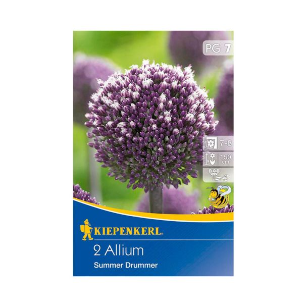 Zierlauch Allium 'Summer Drummer'