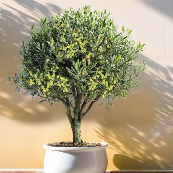 Winterharter Olivenbaum 'Orvieto'