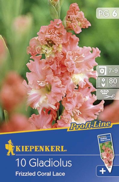 Gladiolen Fr. Coral Lace - ProfiLine