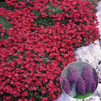 Bodendecker Blauer Stern (Isotoma fluviatilis) kaufen Ahrens+Sieberz