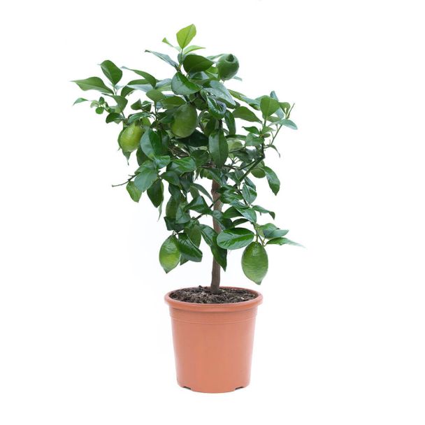 Zitruspflanze ‘Citrus Limon’