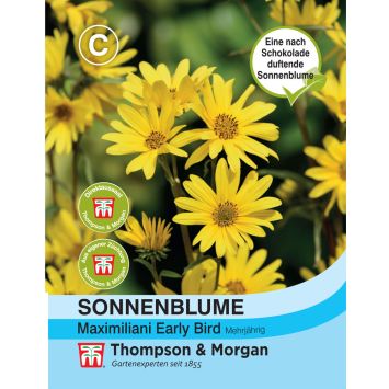 Sonnenblume maxi Early Bird