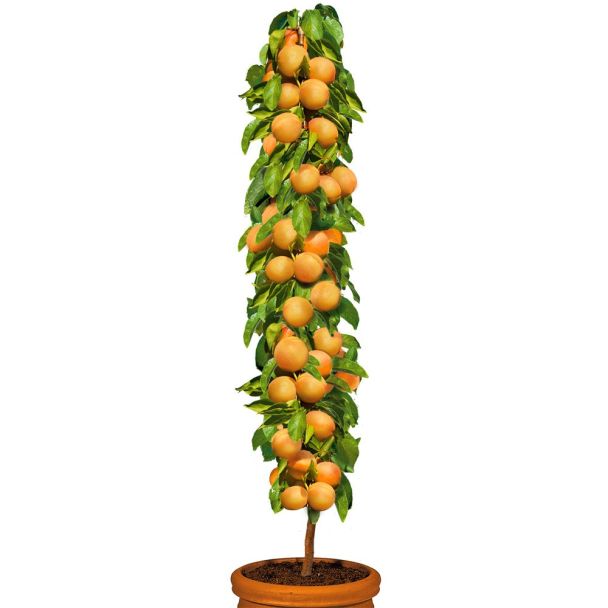 Säulenobstbaum Aprikose 'Golden Sun', zweijährig