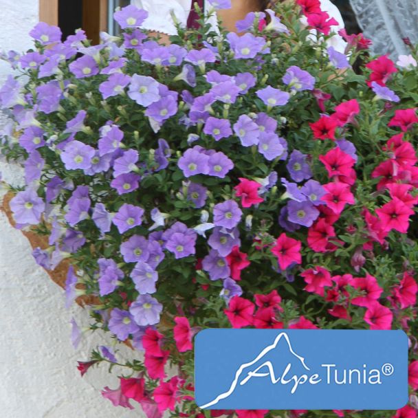 AlpeTunia® Light Blue