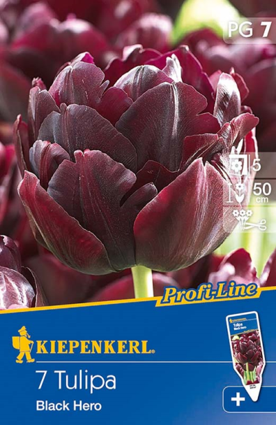 Tulpe `Black Hero` - Blumenzwiebel