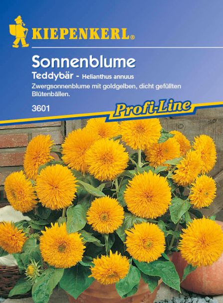 Sonnenblume 'Teddybär'