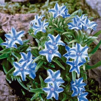 Bodendecker Blauer Stern (Isotoma fluviatilis) kaufen Ahrens+Sieberz