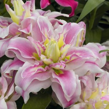 Orientalische Lilie Sweet Rosy