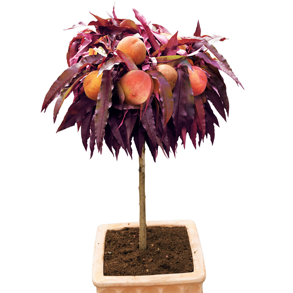Rotes Zwerg-Pfirsich-Stämmchen | Obstgehölz | Pfirsiche & Nektarinen