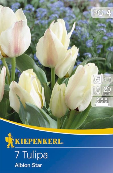 Greigii-Tulpe 'Albion Star'