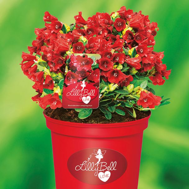 Zwerg-Rhododendron Lilly Bell 'Love'