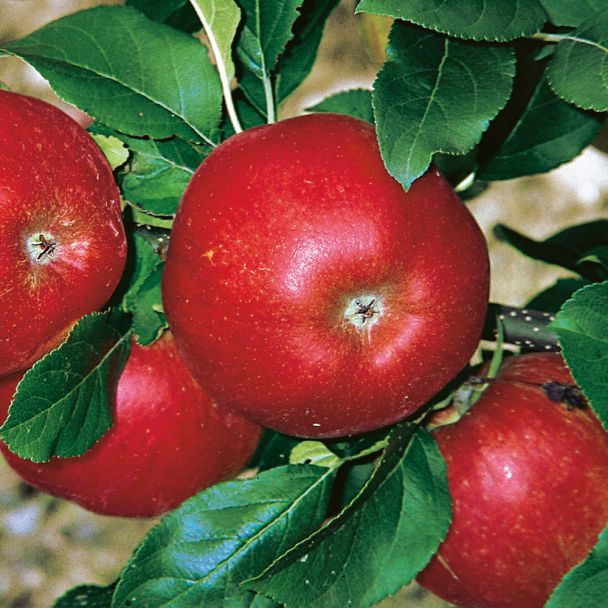 Apfelbaum 'Santana'