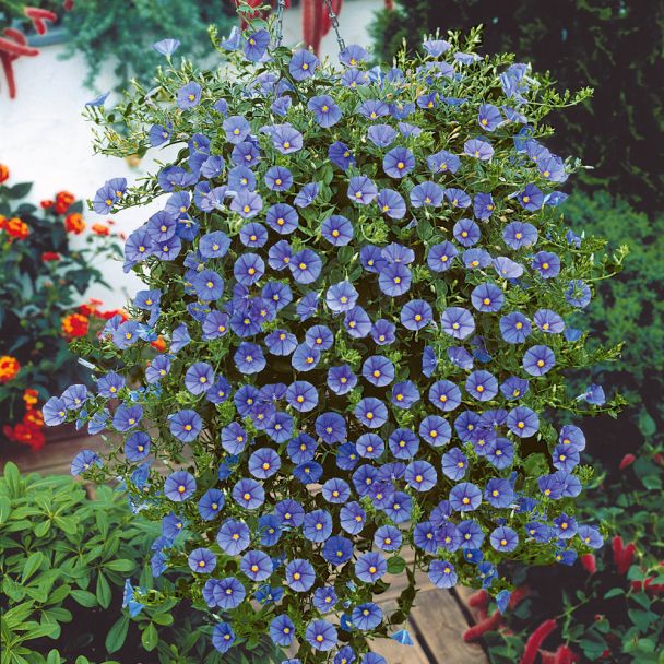 'Blaue Mauritius'