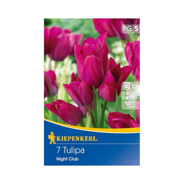 Mehrblütige Tulpen `Night Club` - Blumenzwiebel
