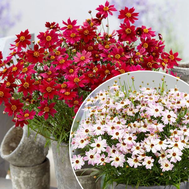 Set- Preis: Bloomsation® 3 'Dragon' & 3 'Chameleon'