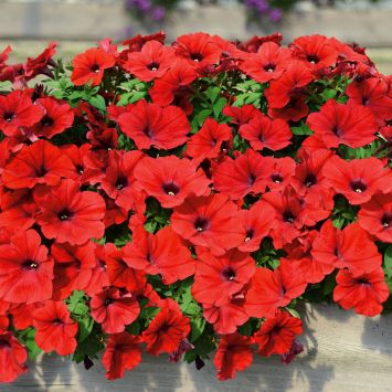 Surfinia® - Petunie 'Deep Red'