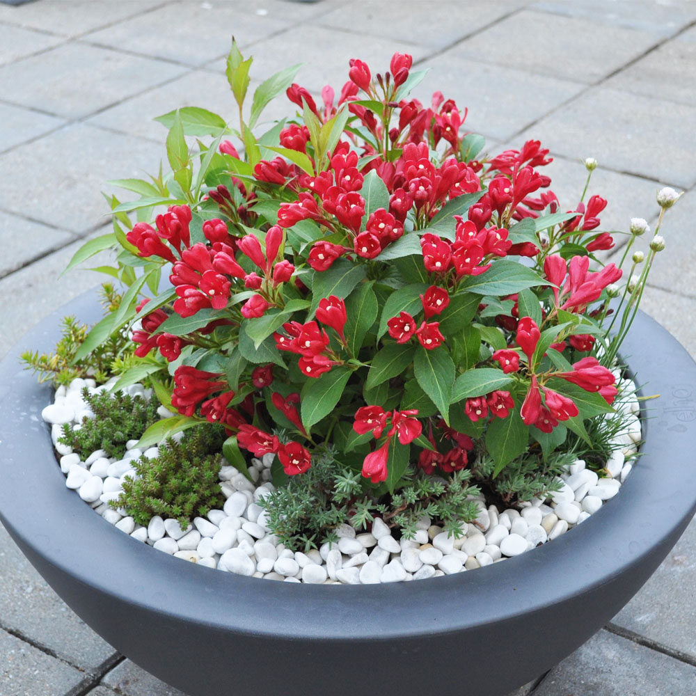 ZwergWeigelie 'All Summer Red®' Blüh & Ziergehölze Sträucher