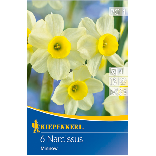 Narzissen 'Minnow'