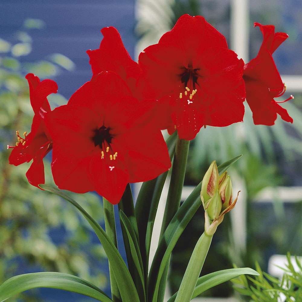 55+ Zierpflanze Amaryllis Gewächs, Gerne können sie uns weitere