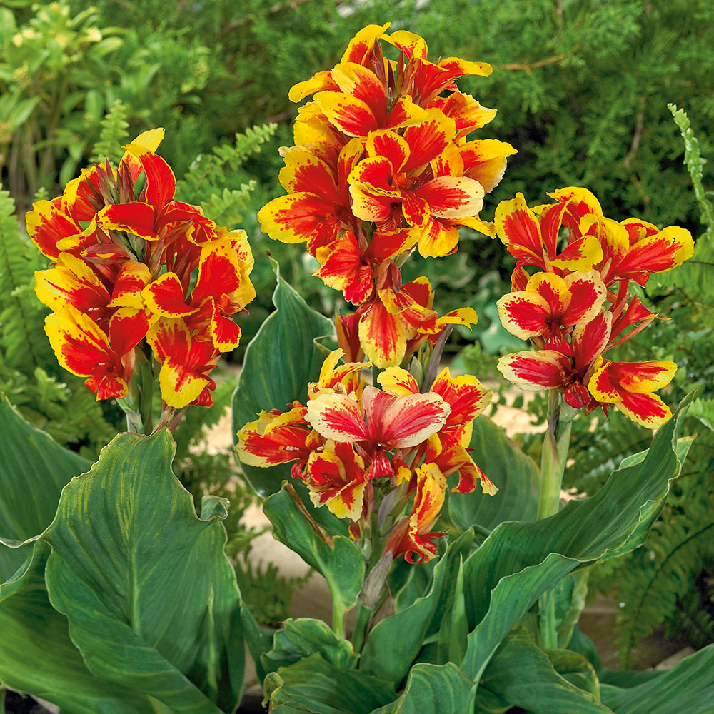 Canna Rosemond Cole Sonstiges Blumenzwiebeln Ahrens+Sieberz