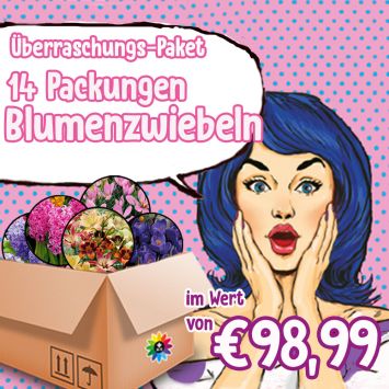 Überraschungspaket Blumenzwiebeln