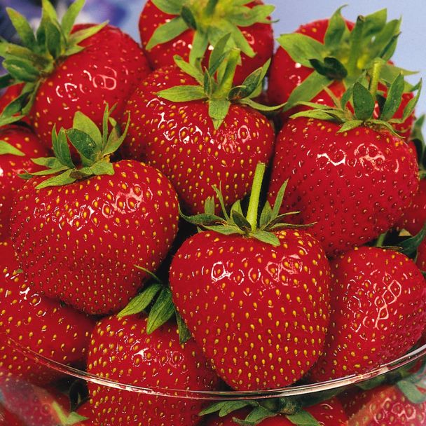 Aroma-Erdbeere 'Korona', mittelfrüh, Setzlinge