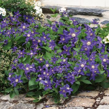 Blaue Bodendecker-Zwerg-Clematis