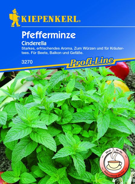 Pfefferminze 'Cinderella'