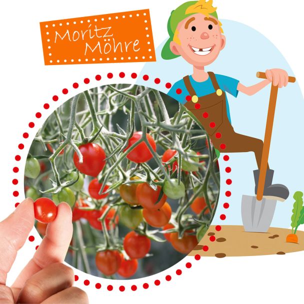 Mini-Tomate Rote Murmel Tomberry®