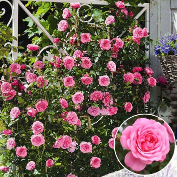 Starlet® Miniclimber-Rose 'Eva®'