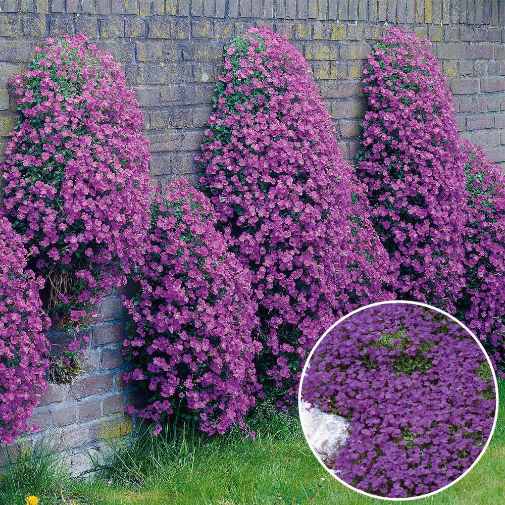 Blaukissen, lila | Rabattenpflanzen | Bodendecker- & Polsterstauden |  Stauden | Ahrens+Sieberz - Pflanzenversand & Gartenbedarf