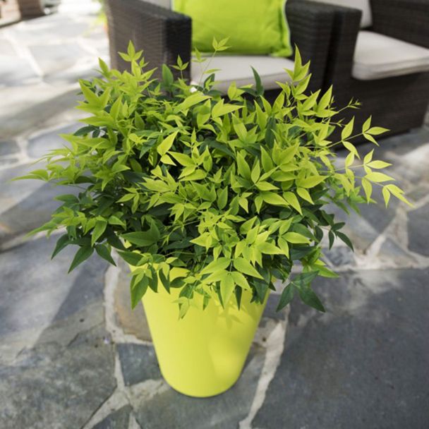 Nandina 'Magical Lemon and Lime®’