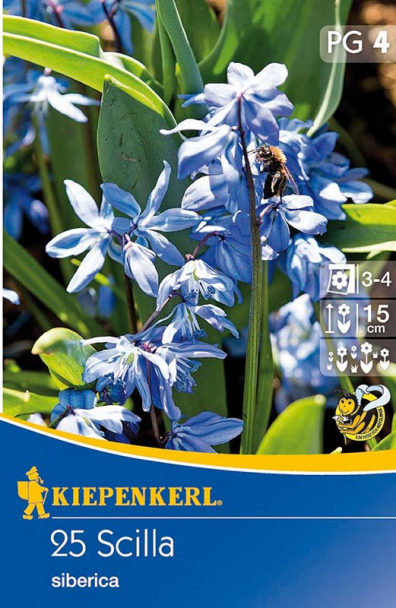 Blausternchen Scilla `siberica`