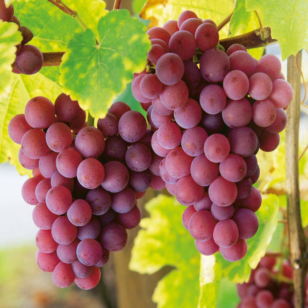 Weintrauben | Obst | Ahrens+Sieberz - Pflanzenversand &amp; Gartenbedarf