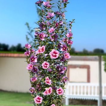 Säulen-Hibiskus 'Purple Pillar®'