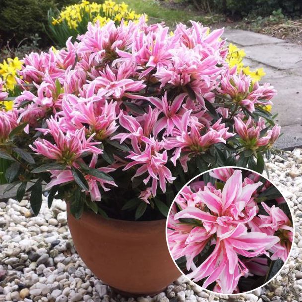 Azalea 'Pink Spider®'