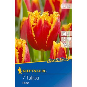 Gefranste Tulpen `Fabio` - Blumenzwiebel