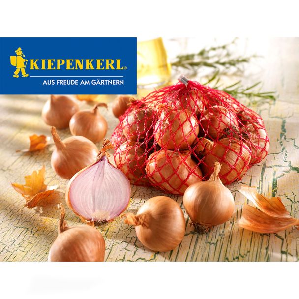 Steckzwiebeln Rote Schalotten Red Sun 500 g (1 kg / € 5,98)