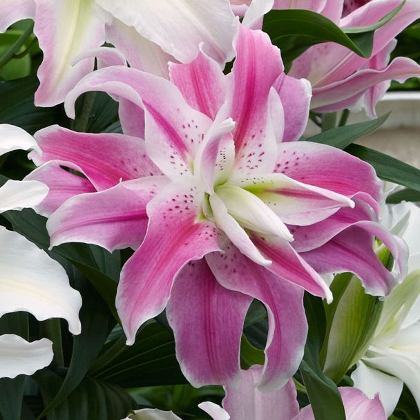 SET- Preis: Orientalische Lilien - halbgefüllte, große Blüten