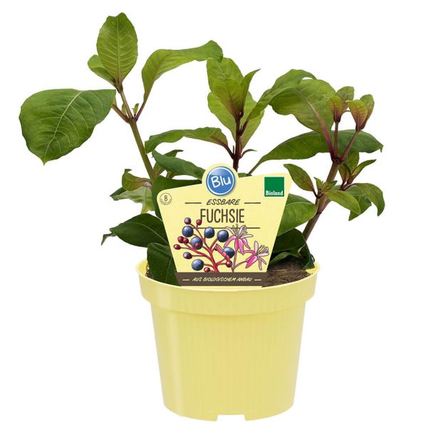 BIO Essbare Fuchsie