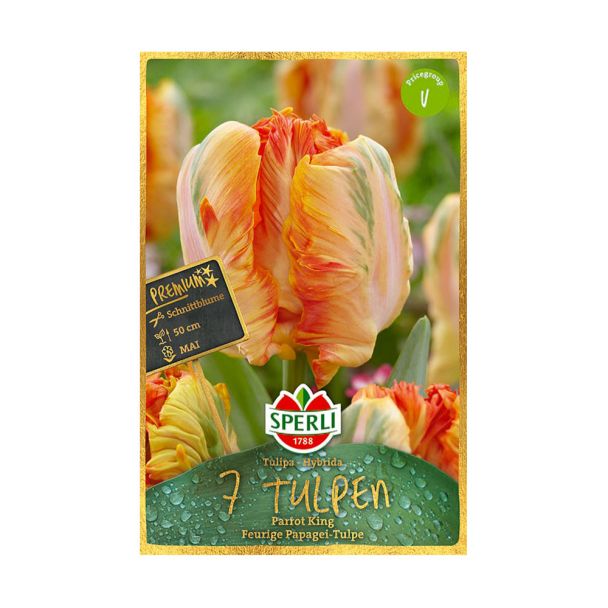 Sperli Premium Tulpen Parrot King