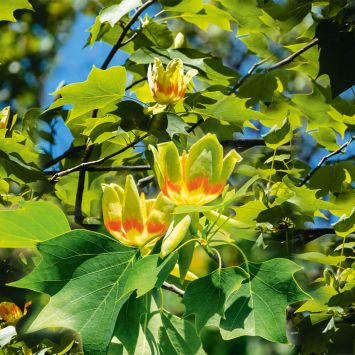 Tulipo Tulpenbaum