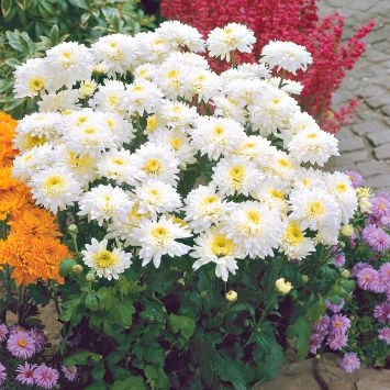 Garten-Chrysanthemen 'Gerrie Hoek'