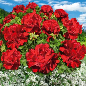 Geranie 'Red Fire' (halbstehend/halbhängend)