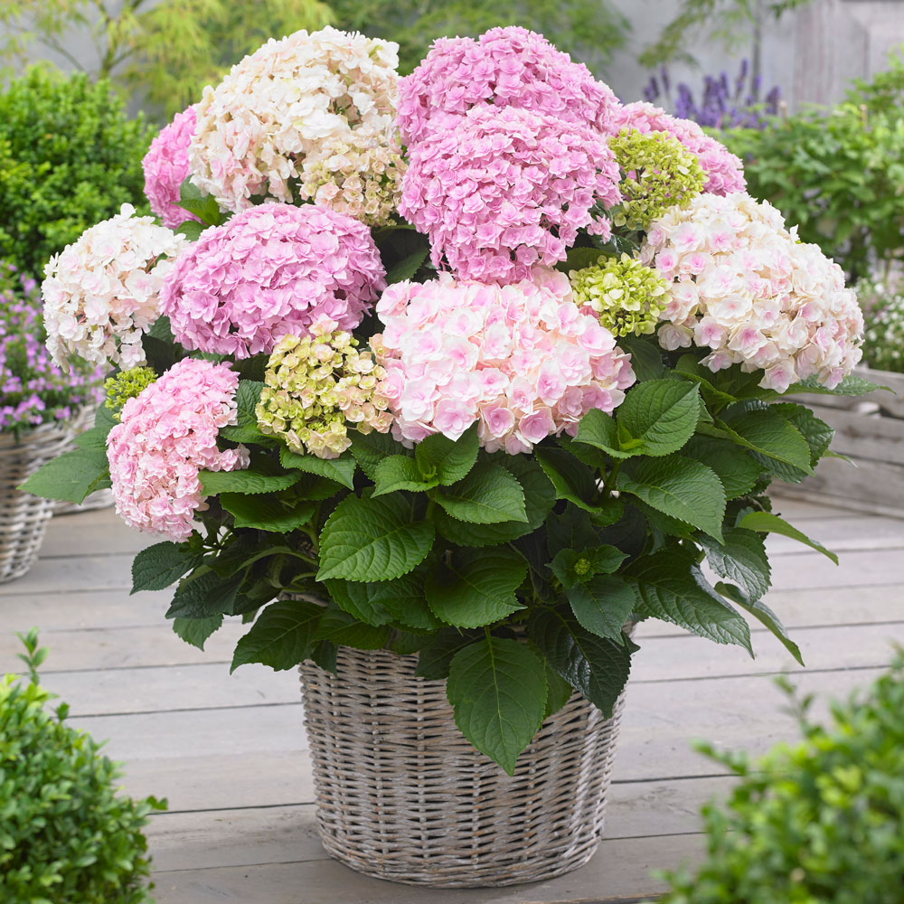 Hortensie 'Doppio® Nuvola' Hortensien Blüh & Ziergehölze Ahrens