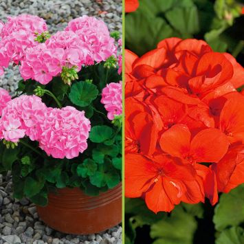 Sunrise® Geranien Goesta und Mandarin im Sparset