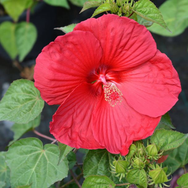 Roter Riesen-Hibiskus XL