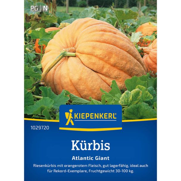 Kürbis 'Atlantic Giant'