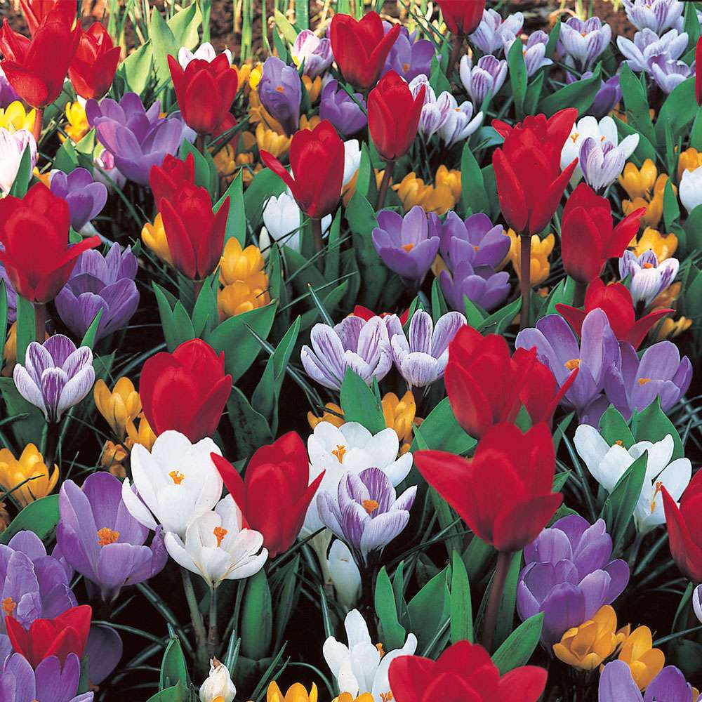 KrokusTulpenMix Tulpen Blumenzwiebeln Ahrens+Sieberz